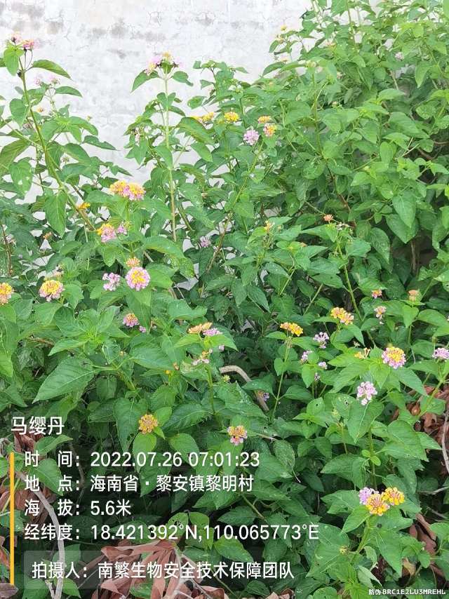 马缨丹