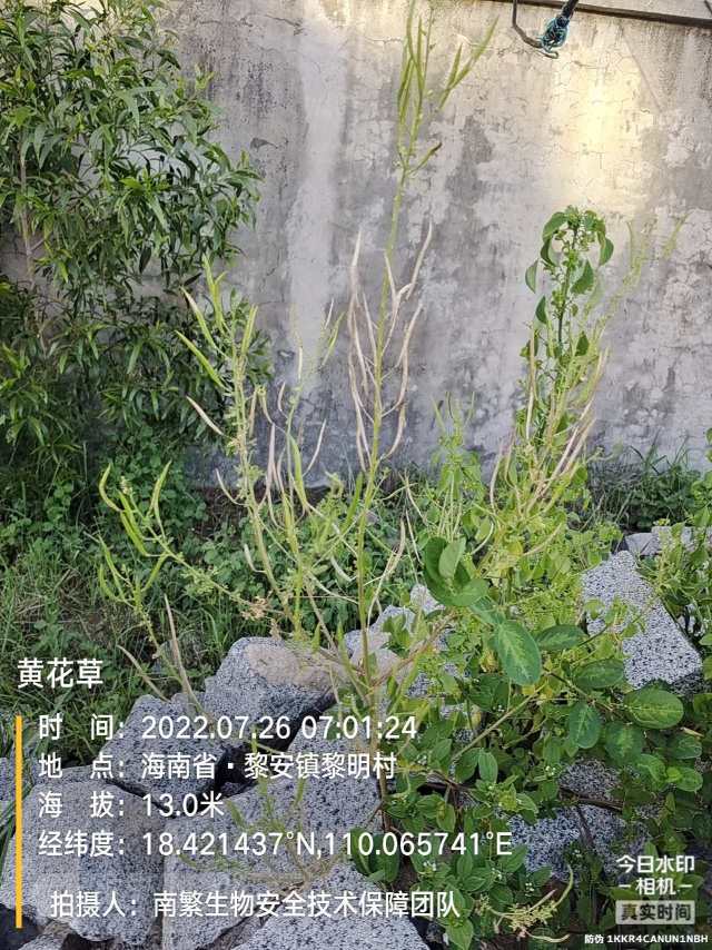 黄花草