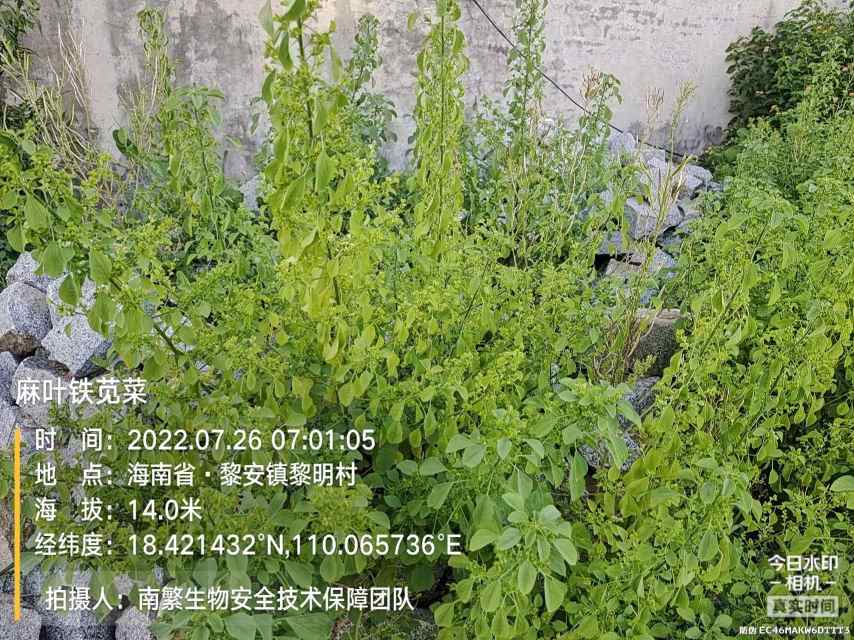 麻叶铁苋菜