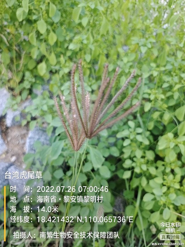 台湾虎尾草