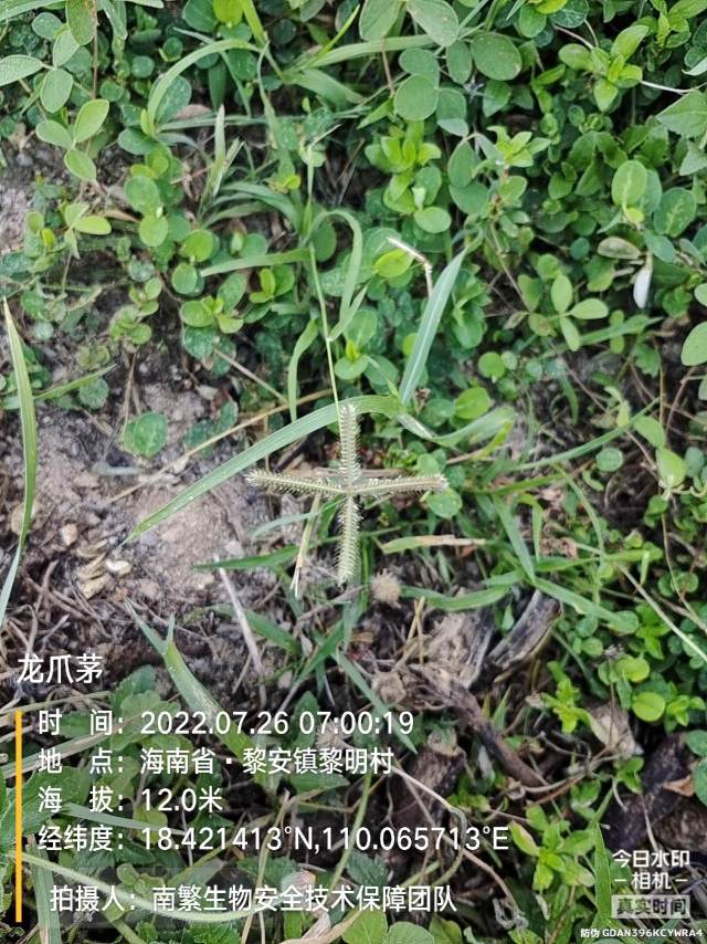 龙爪茅