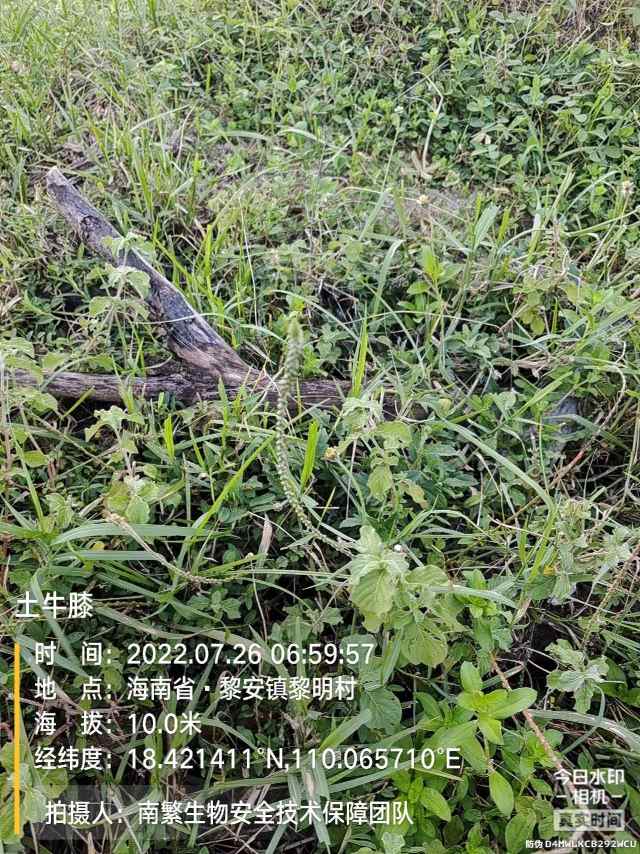 土牛膝