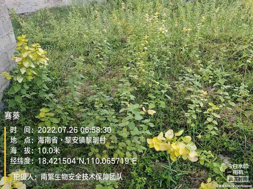 赛葵