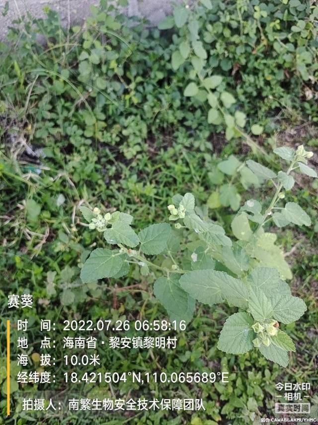 赛葵