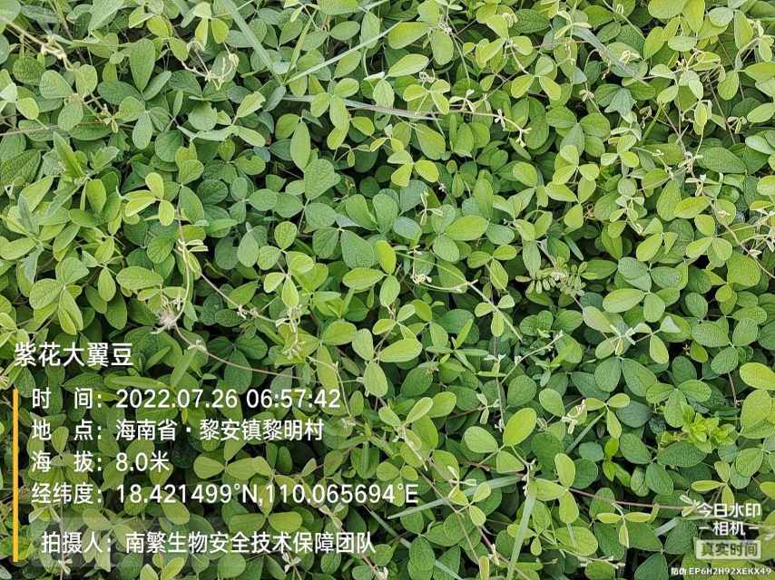 紫花大翼豆