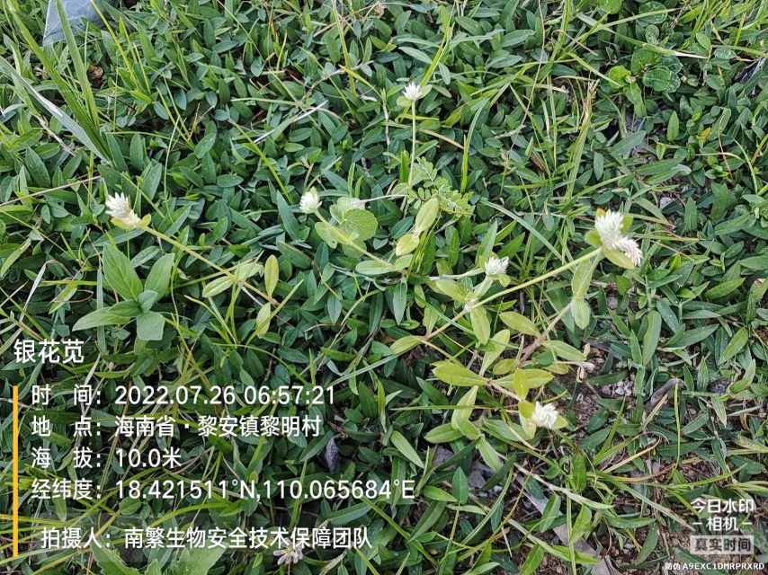 银花苋