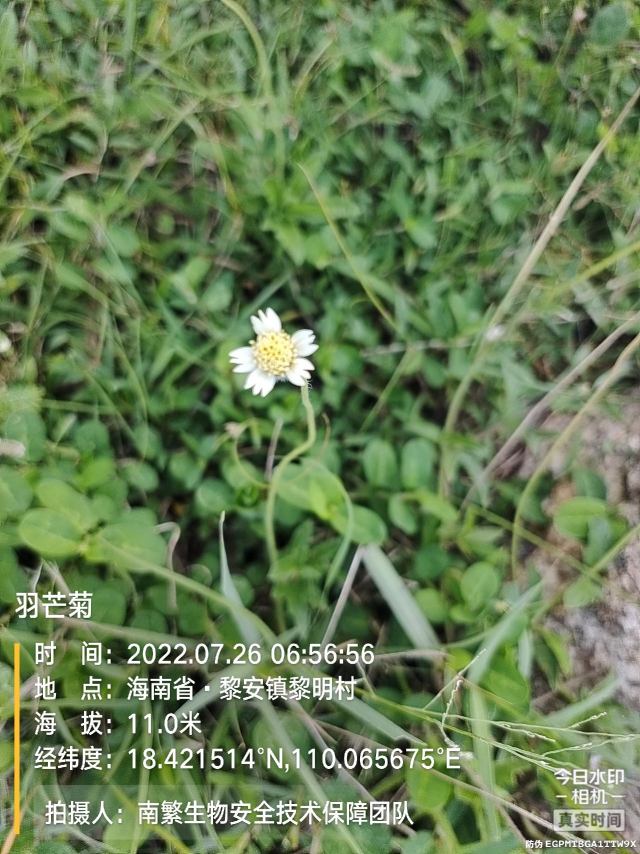 羽芒菊