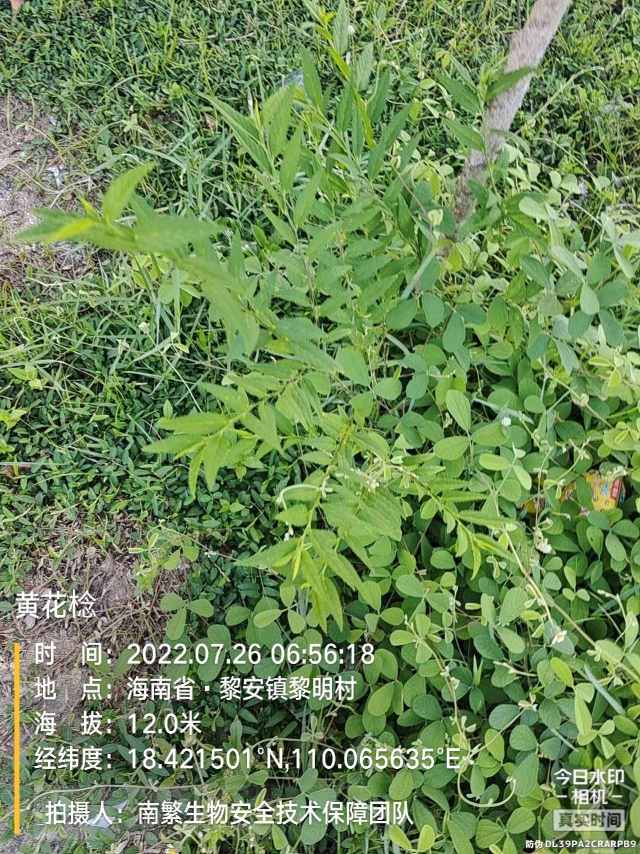 黄花棯