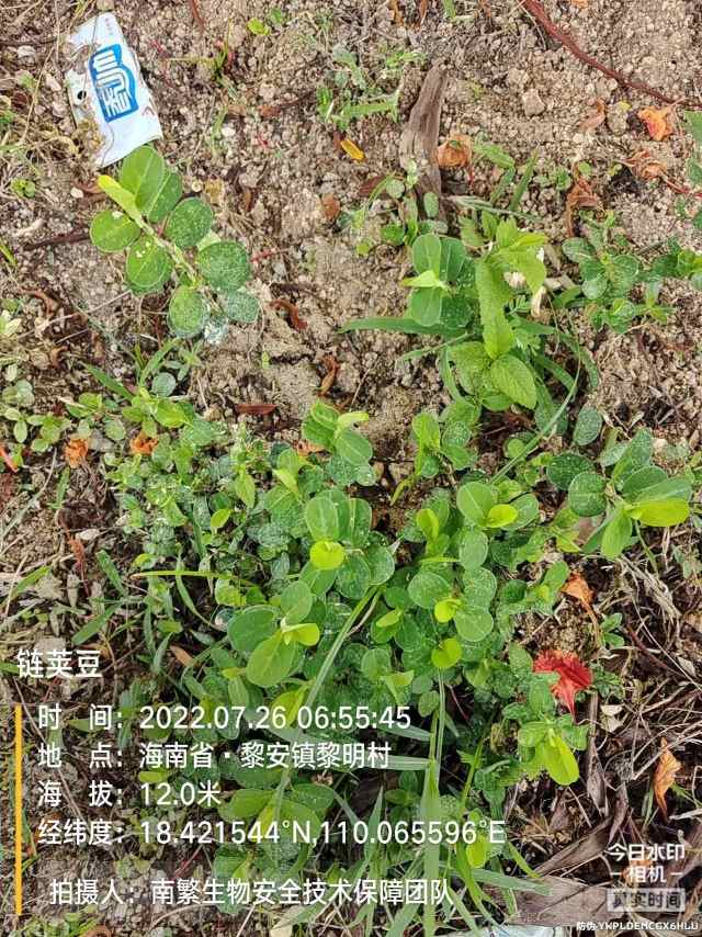 链荚豆