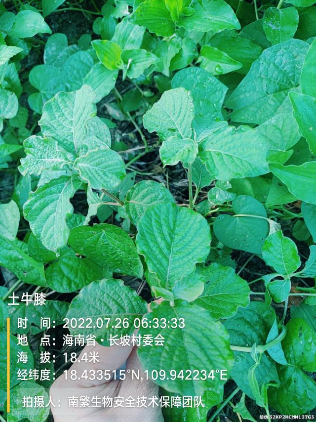 土牛膝