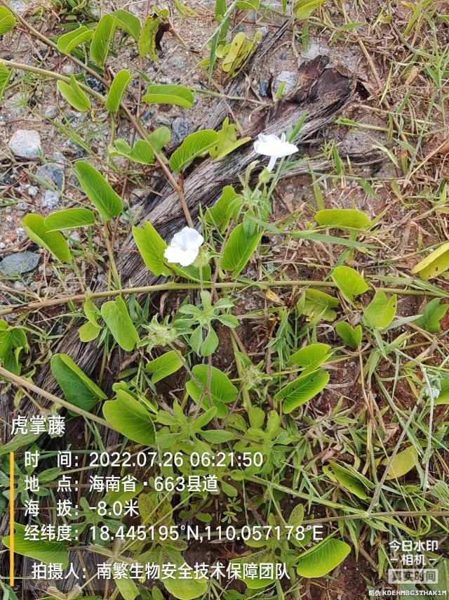 虎掌藤