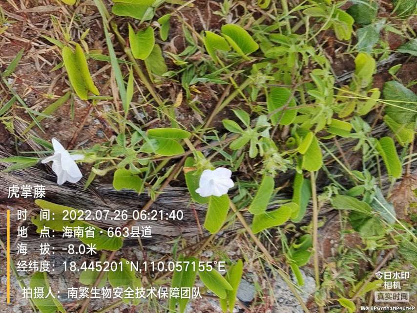 虎掌藤