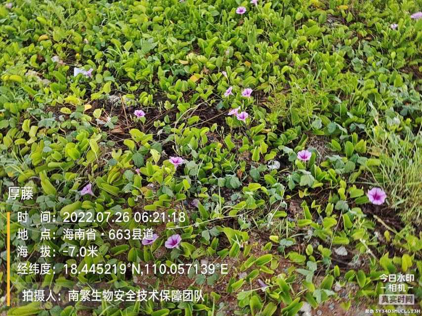 厚藤