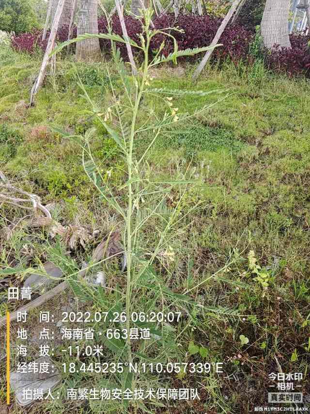 田菁