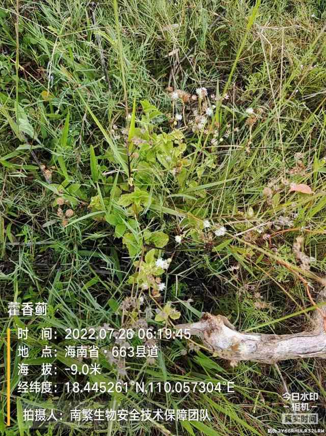 藿香蓟