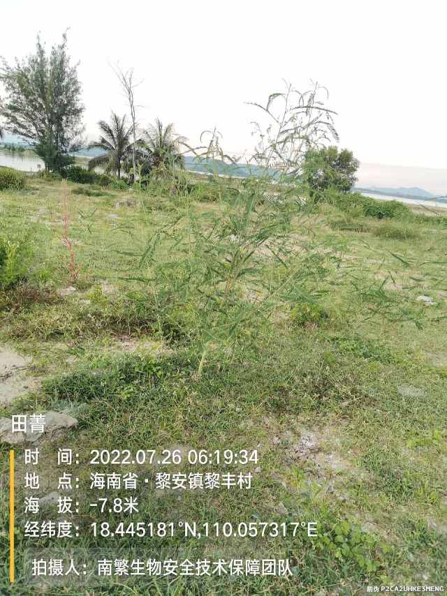 田菁