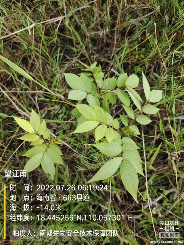 望江南