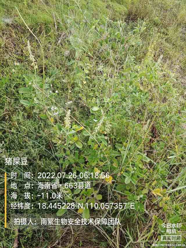 猪屎豆