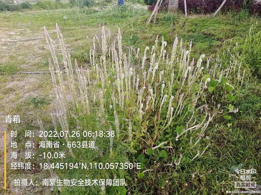 青葙