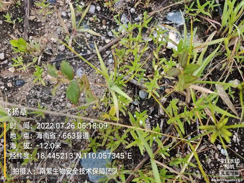 飞扬草