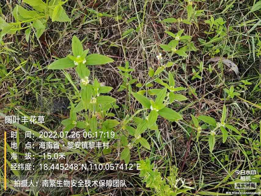 阔叶丰花草