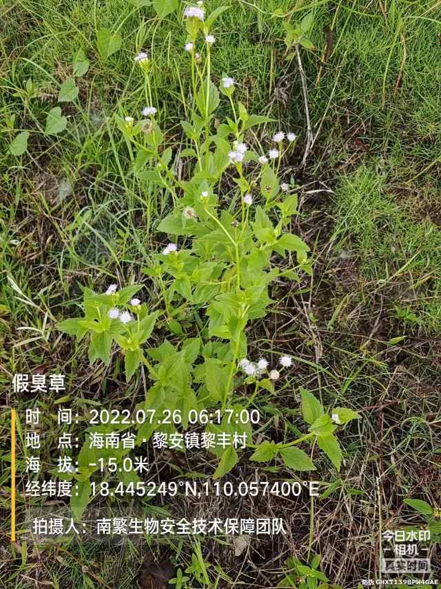 假臭草
