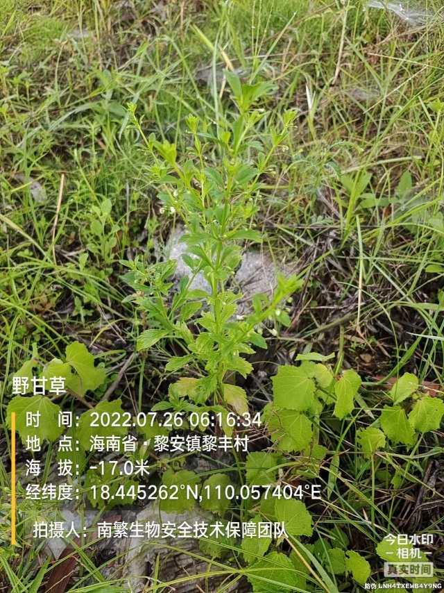 野甘草