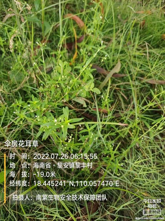 伞房花耳草
