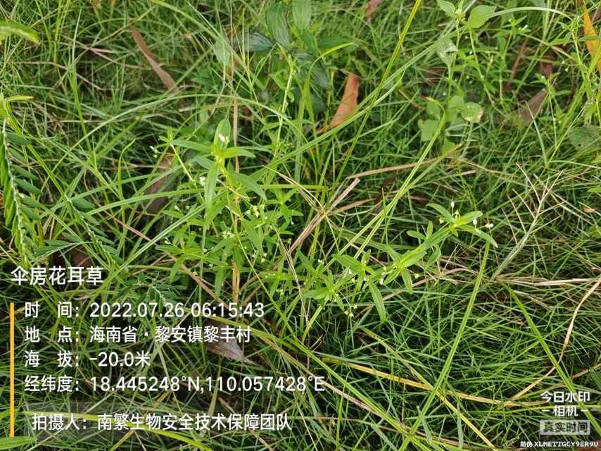 伞房花耳草