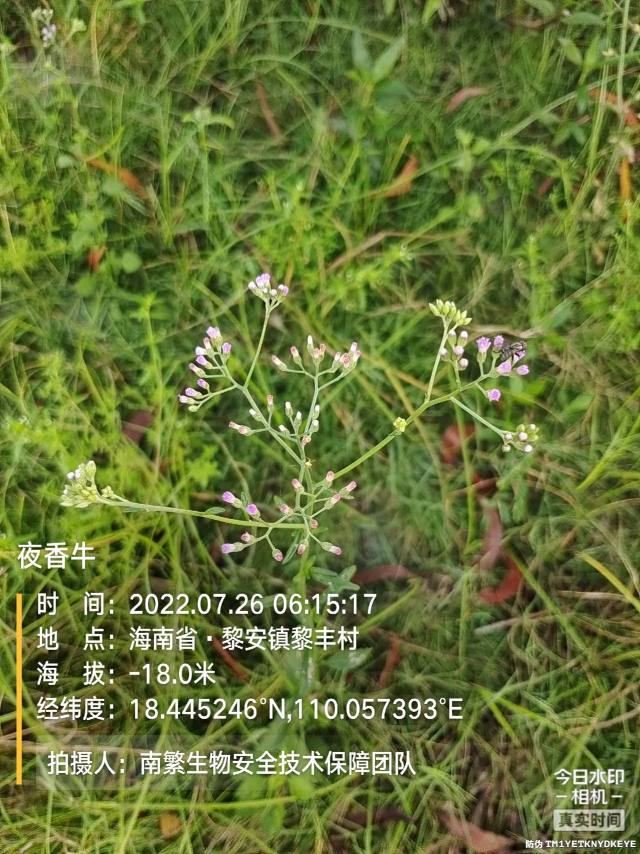 夜香牛