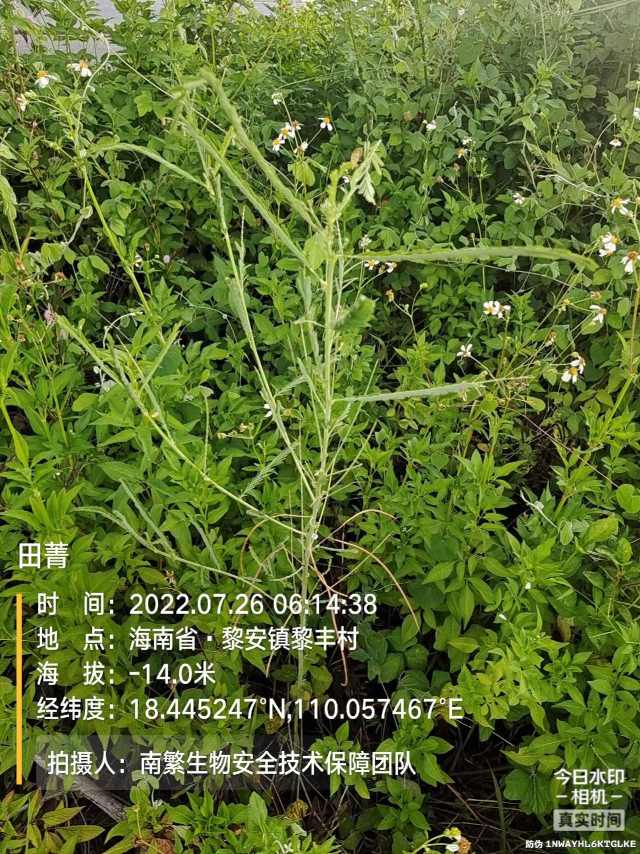 田菁