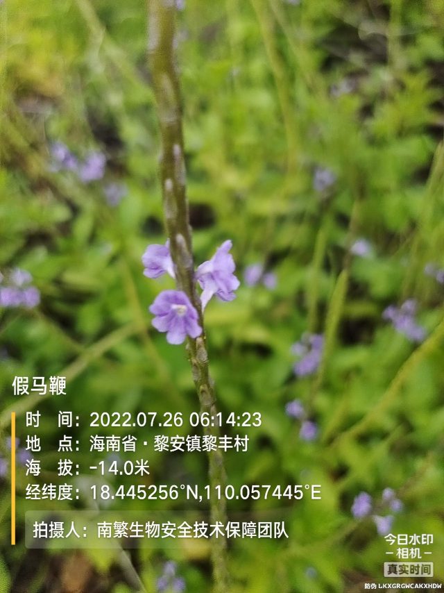 假马鞭