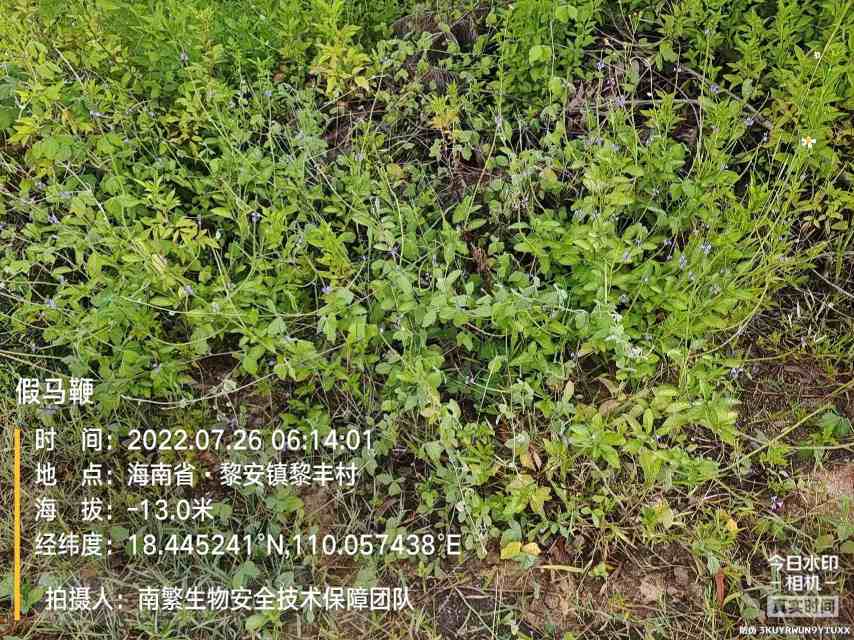 假马鞭