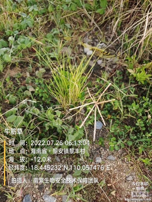 牛筋草
