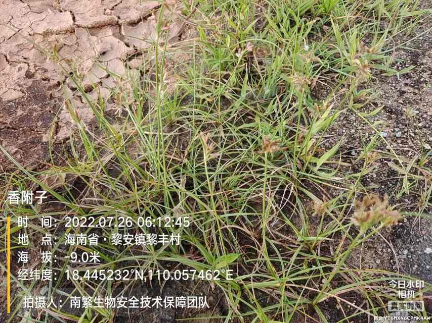 香附子
