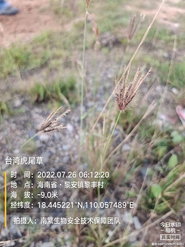 台湾虎尾草