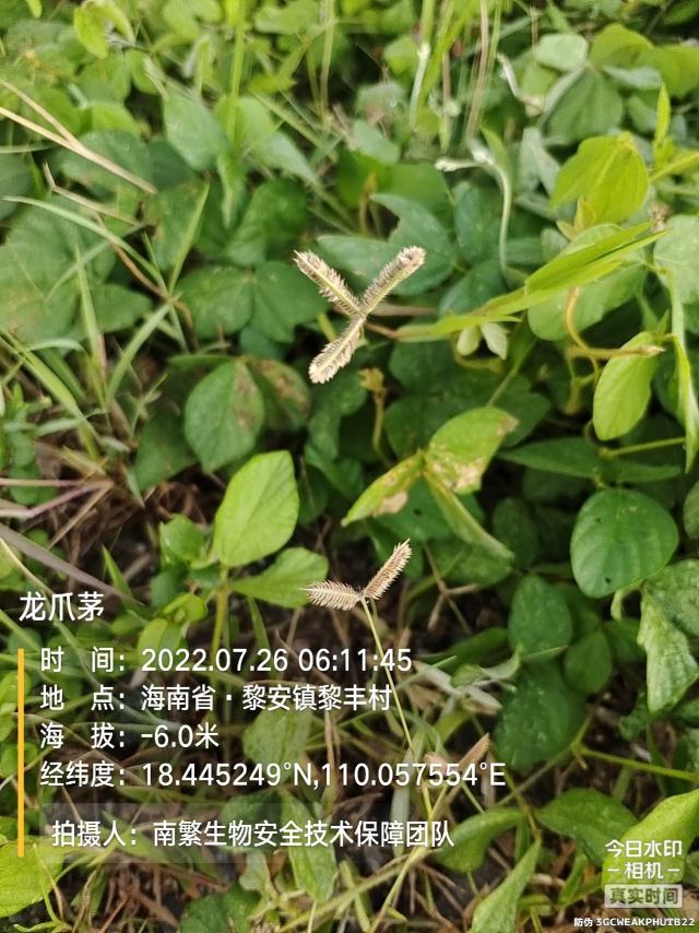 龙爪茅