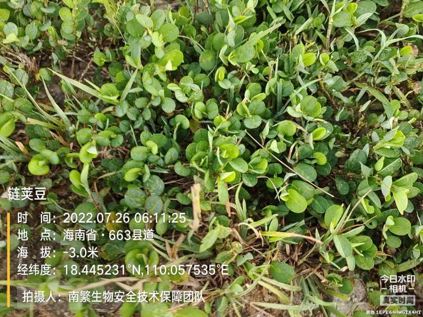 链荚豆