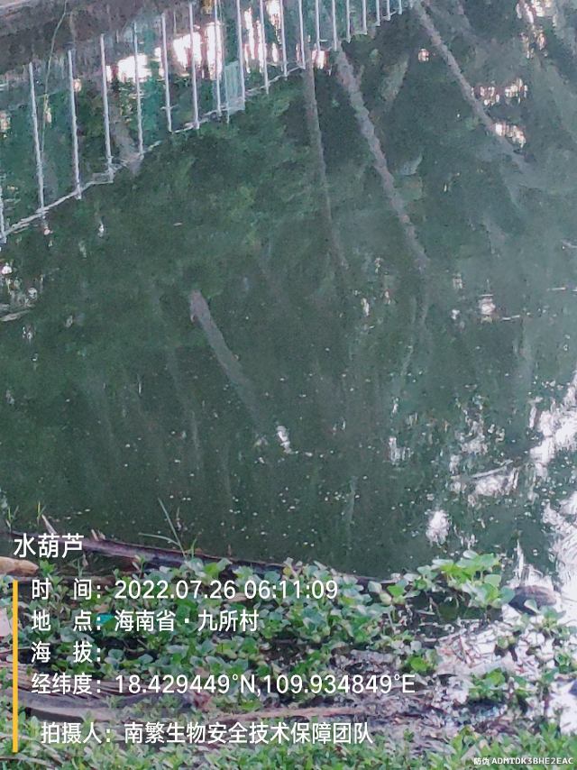 水葫芦