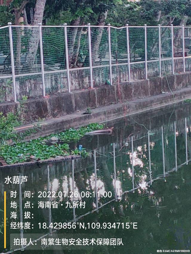 水葫芦