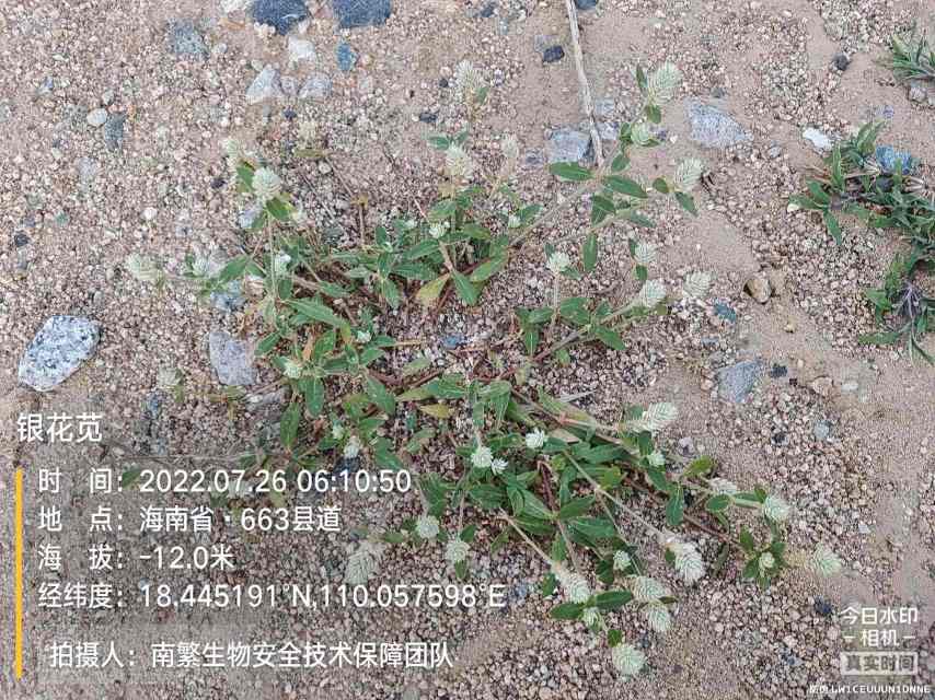 银花苋