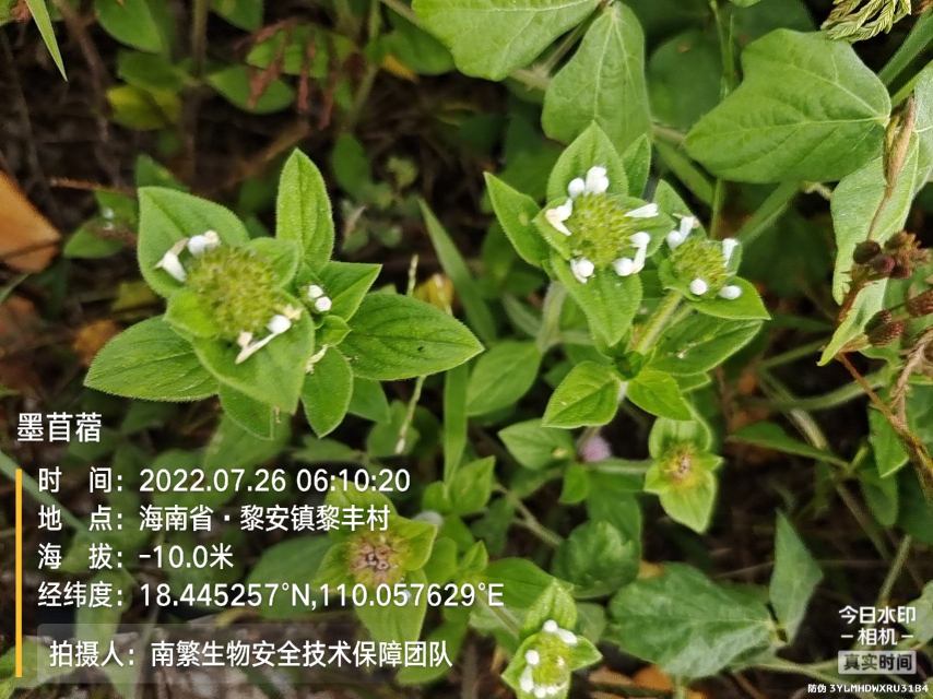 墨苜蓿