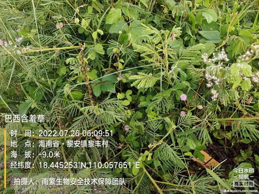 巴西含羞草