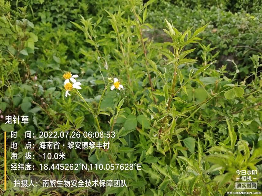 鬼针草