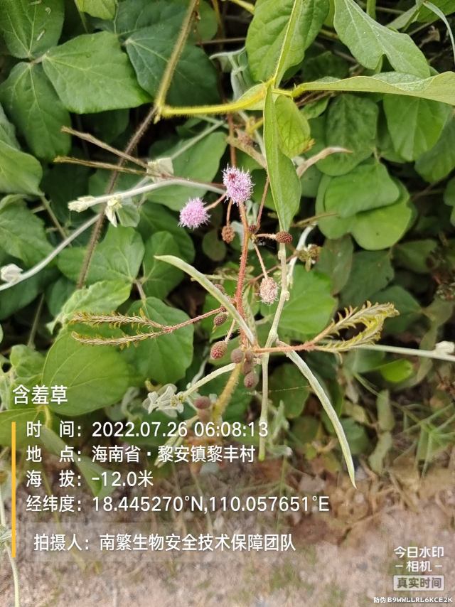 含羞草
