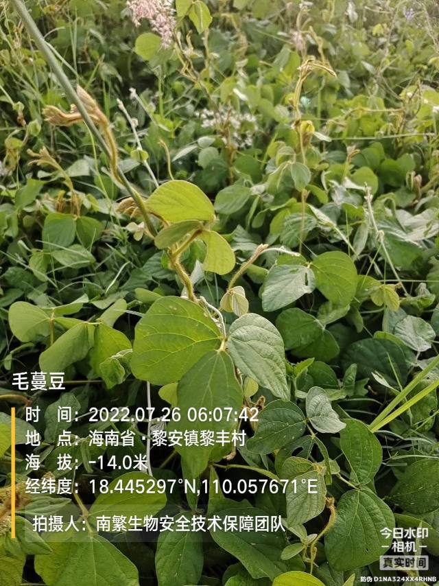 毛蔓豆