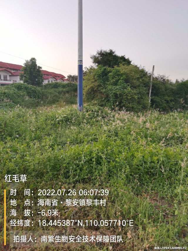 红毛草