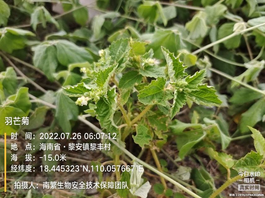 羽芒菊