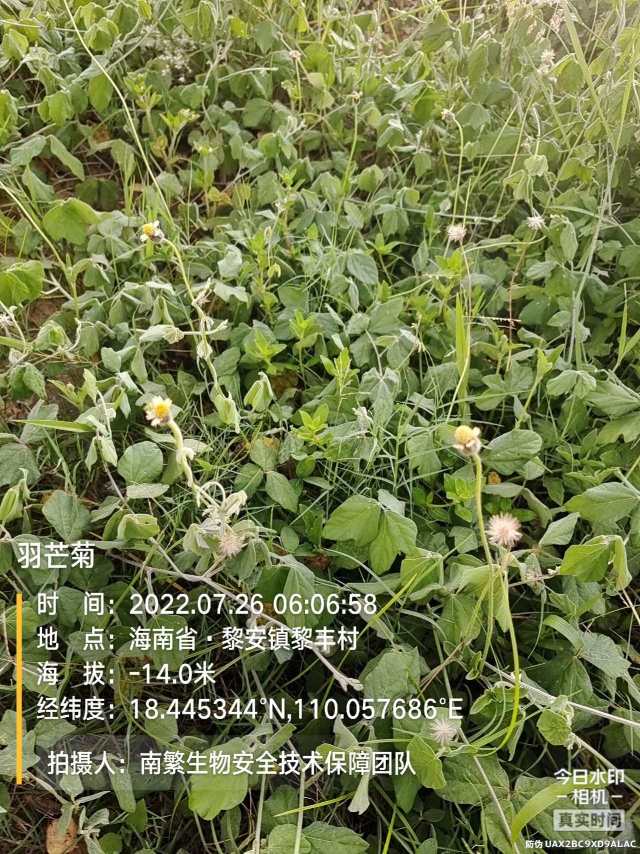 羽芒菊