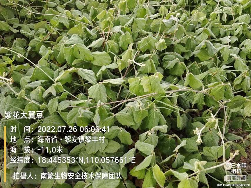 紫花大翼豆